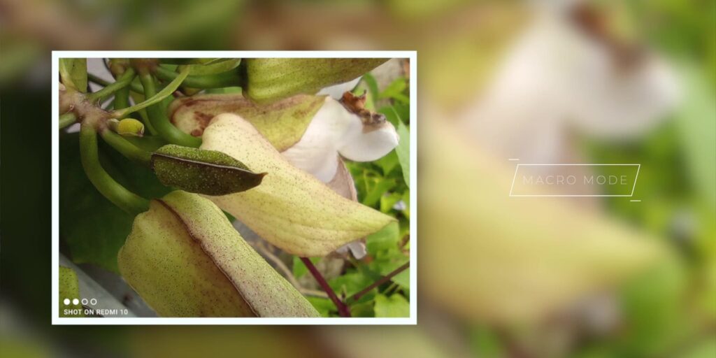 4.10 macro mode 1080p Redmi 10 Full Review.mp400019