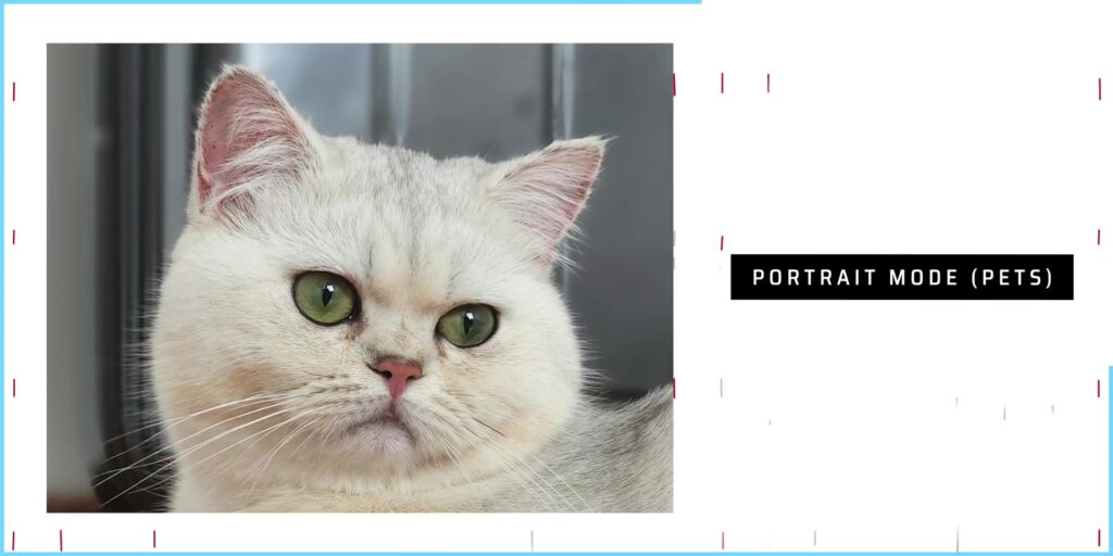 How ULTRA are the Cameras of the Samsung Galaxy S22 Ultra? 📷 23 4.3 portrait pets 2