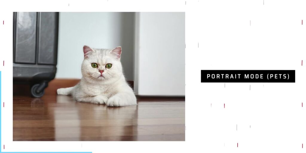 How ULTRA are the Cameras of the Samsung Galaxy S22 Ultra? 📷 22 4.2 portrait pets