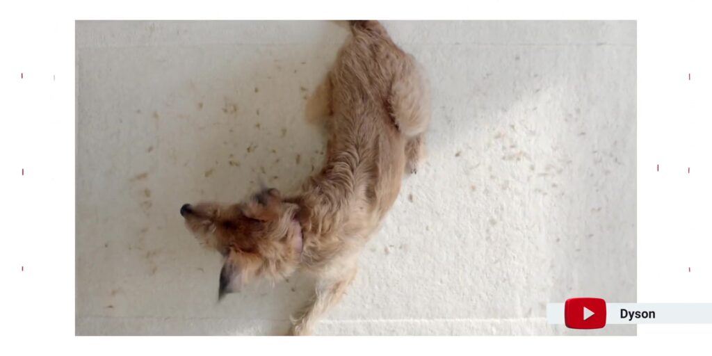 This Is Why Dyson SUCKS....💨 2 1.1 pet hair