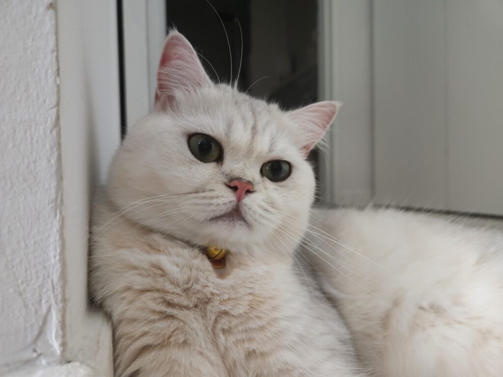 PM Animal 2
