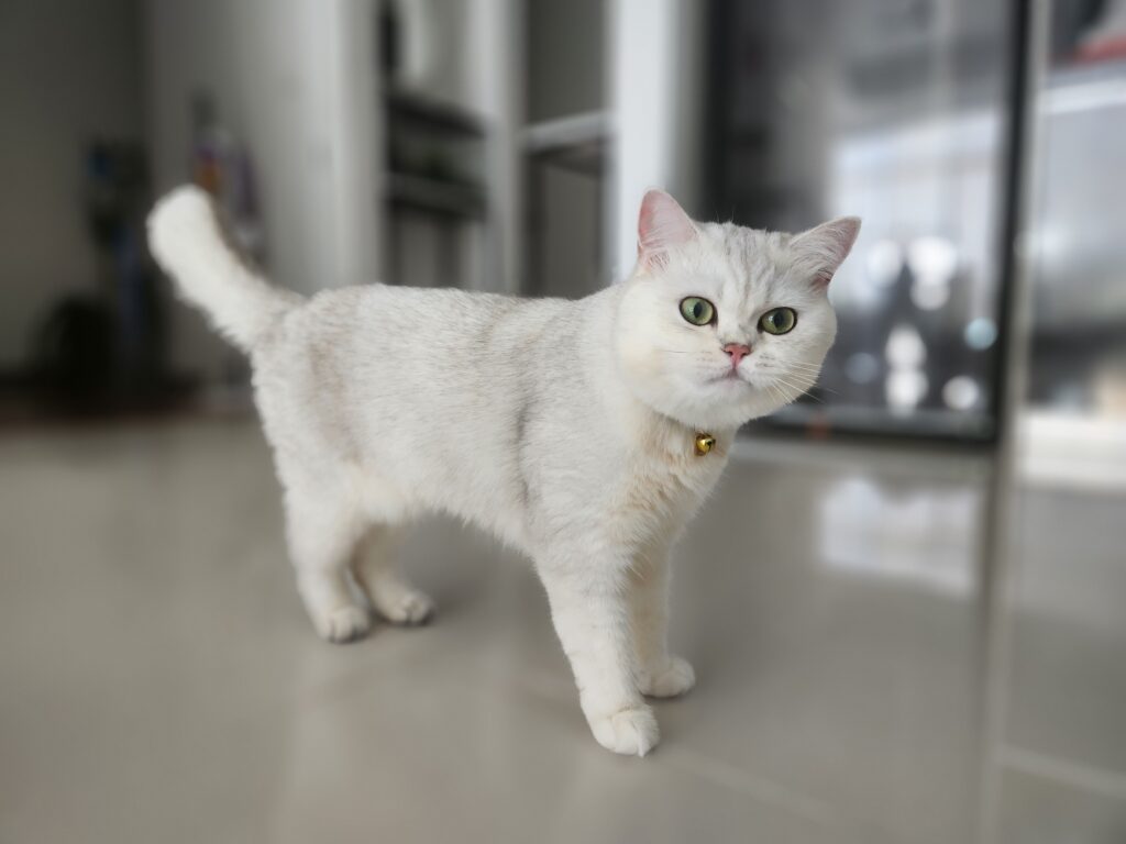 PM Animal 1