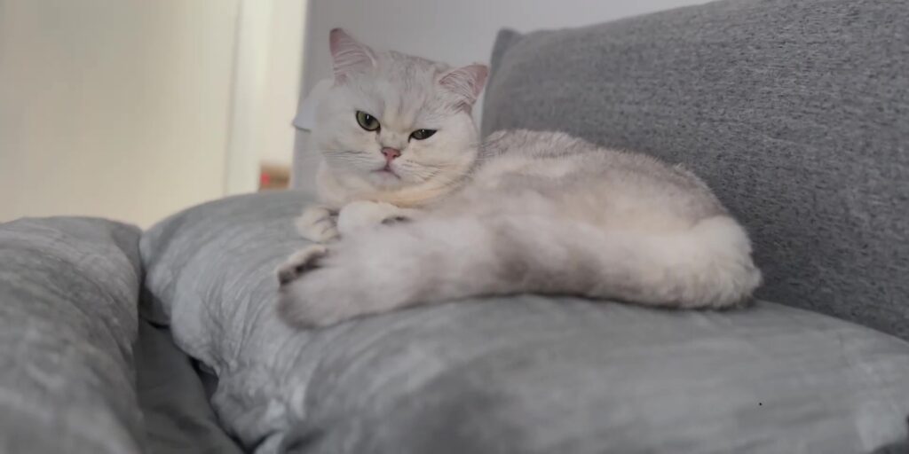 3.7 luna on bed