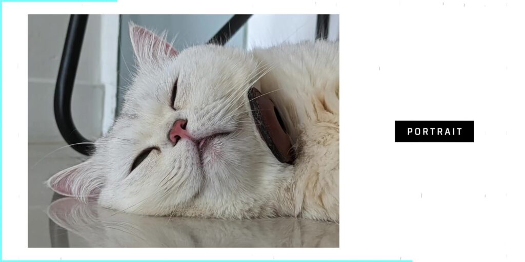 3.11 portrait cat
