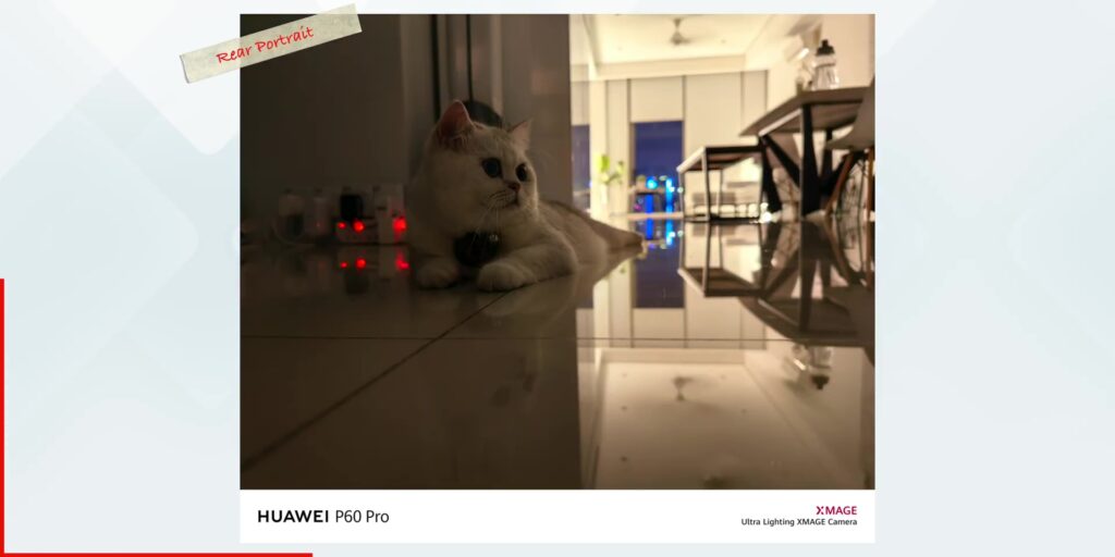 6.2 portrait cat