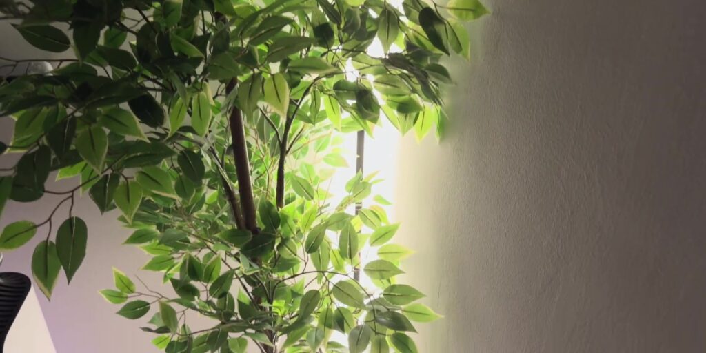 3.8 ambient light