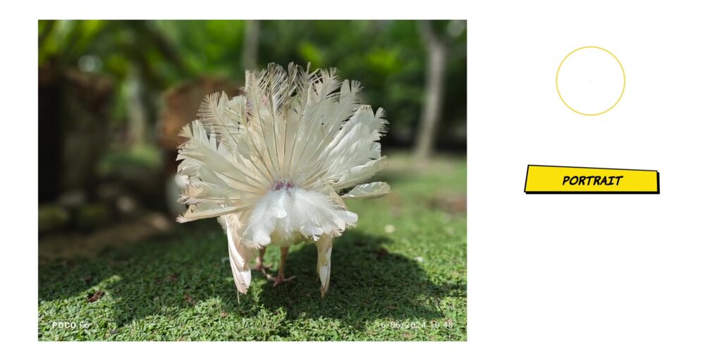 4.4 turkeys butt