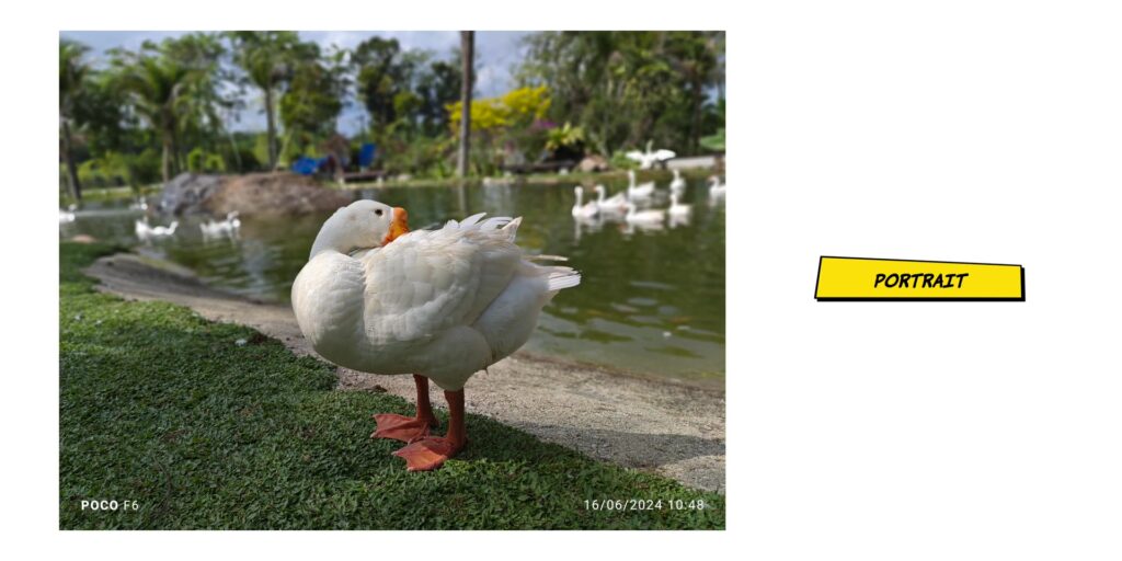 4.3 ducks