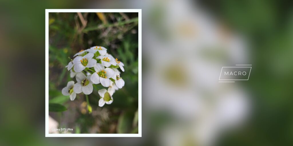 I Took 1,000+ Photos & Videos With The S25 Ultra 22 2.11 macro