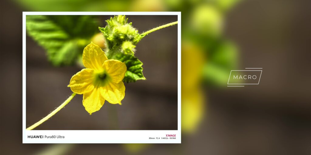 6.6 macro flower