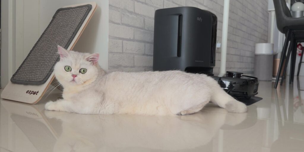 3.2 cat luna