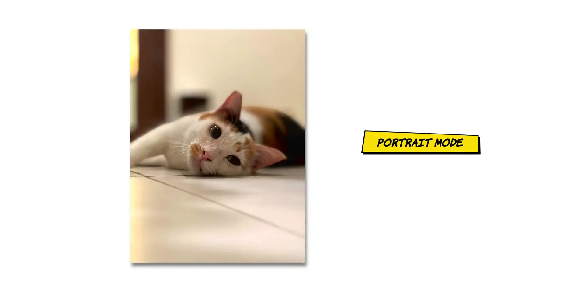iPhone 17 long term review 7 months later camera sample shot